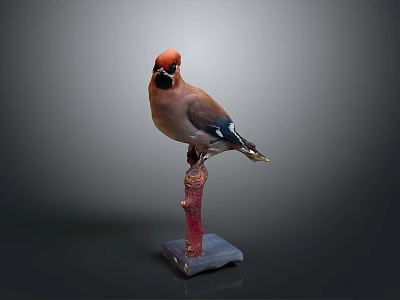 Detailed Bird Taxidermy Perched On Red Branch With Gray Base 3d model