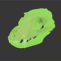 Detailed Animal Skull Structure With Light Yellow Color And Canine Teeth On Dark Background