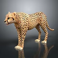 Cheetah Model Standing On Gray Surface With Reflection And Detailed Spots