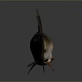 Fish Freshwater Fish Sea Fish Animal Game Animal Cartoon Animal Realistic Animal 3d model
