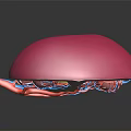 3D Anatomical Kidney Model Medical Device For Medical Education And Study