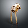 Modern Skull Animal Skull Elephant Skull Fossils 3d model