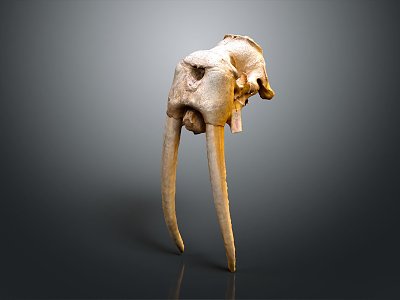 Modern Skull Animal Skull Elephant Skull Fossils 3d model