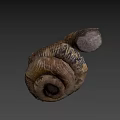 Unique Ancient Spiral Seashell Fossil With Detailed Texture On Dark Background