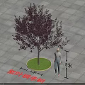 Purple Leaf Chokecherry Tree with Circular Lawn Square Paved Ground 8m 3m Human Figure Scale 3d model