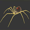 Dark Brown Spider With Red Markings On Abdomen And Long Legs