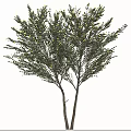 Arbor Trees With Dense Foliage And Yellow Blossoms Next To Human Silhouette For Size Comparison