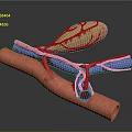 Medical Device Vascular Simulation Model With Red And Purple Tubular Structures 3d model