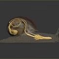 Brown Shell Snail On White Platform With Orange Tentacles And Reflection