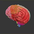 3D Anatomical Human Brain Model Medical Device For Medical Education And Research