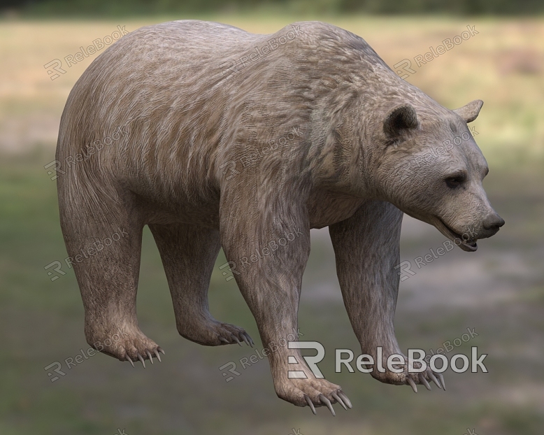 Syrian brown bear animals model