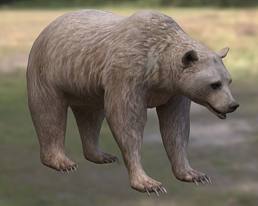 Syrian brown bear animals 3d model