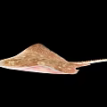Pinkish Spotted Aquatic Animal Stingray With Diamond Shaped Body And Long Tail