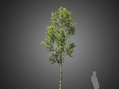 Tall Arbor with Lush Green Leaves and Slender Trunk Featuring Human Silhouette 3d model