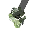 Green Potted Monstera Plant With Large Leaves In Gray Concrete Pot
