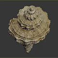 Elegant Natural Marine Shell With Spiral Shape And Intricate Textured Surface