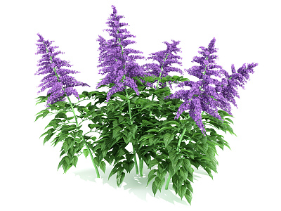 Modern Lavender Shrub Garden Plant Garden Flowers 3d model