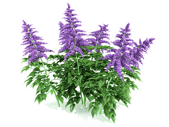 Modern Lavender Shrub Garden Plant Garden Flowers 3d model