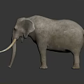 Realistic Gray Elephant With Long White Tusks Standing On Dark Background 3d model