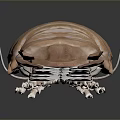 Brown Aquatic Isopod With Segmented Exoskeleton Multiple Legs And Antennae
