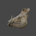 Prehistoric Animal Fossil Skull With Curved Horns And Detailed Bone Structure