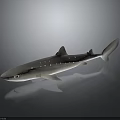 Gray Shark With White Spots On Sleek Body And Reflective Surface 3d model