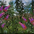 Vibrant Purple and Red Flowers Growing Among Green Foliage and Tall Trees