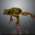 Vibrant Yellow Green Frog With Red Toes On Dark Background Reflection