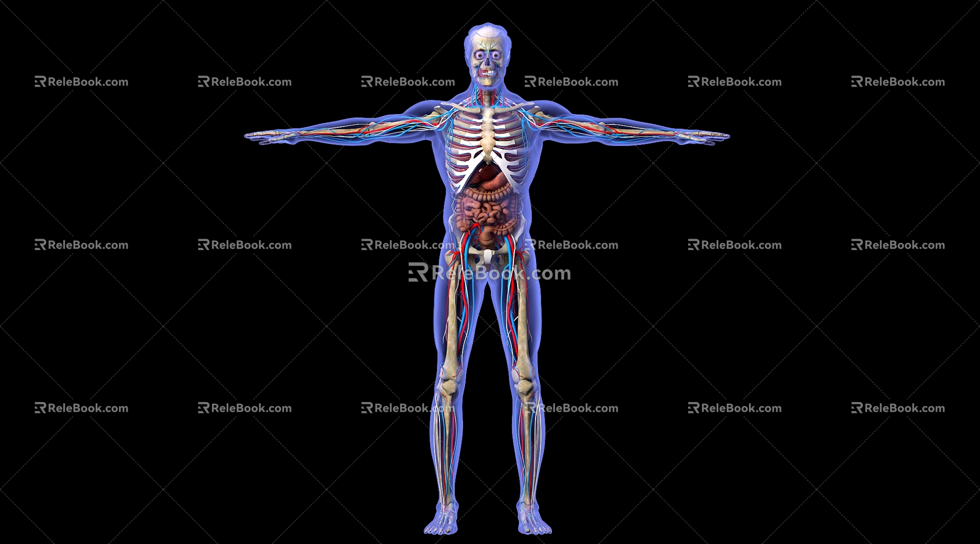 Modern Human Bones Creative Human Bones 3d model