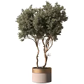 Modern Decorative Ornament Set with Various Potted Plants and Stylish Planters