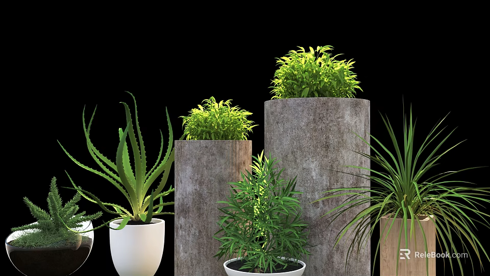 Bonsai Potted Plants in Concrete and White Ceramic Pots with Aloe Vera and Green Foliage 3d model 