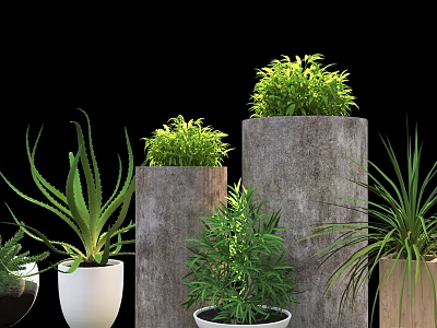 Bonsai Potted Plants in Concrete and White Ceramic Pots with Aloe Vera and Green Foliage 3d model
