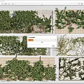 Climbing Vines Growing On Wall Trellis Wooden Panels And Decorative Fences