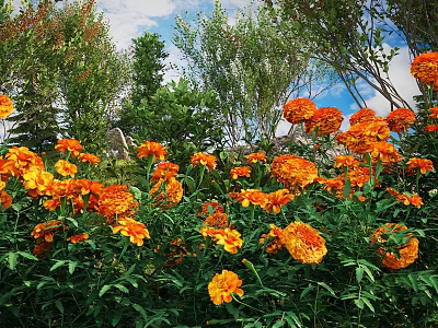 Vibrant Flowering Shrubs With Bright Orange Blooms And Lush Green Leaves 3d model