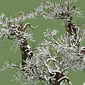 Snow Covered Arbor Trees With Intertwined Branches Brown Trunks And Green Background 3d model