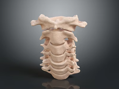 Accurate 3D Rendered Human Spine Anatomical Model With Detailed Vertebrae Structure 3d model