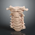 Accurate 3D Rendered Human Spine Anatomical Model With Detailed Vertebrae Structure