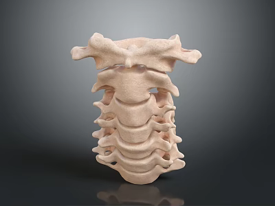 Accurate 3D Rendered Human Spine Anatomical Model With Detailed Vertebrae Structure 3d model