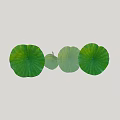 Aquatic Plants Fresh Green Lotus Leaves with Long Stems and Various Sizes