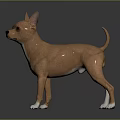 Brown Chihuahua Dog With White Paws Standing On Dark Background With Reflection 3d model
