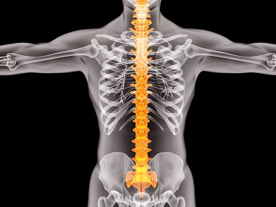 Human Limb Organs With Spinal Column In Anatomical Skeletal Structure View 3d model