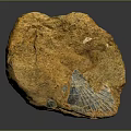 Natural Yellow Stone Specimen With Fossil Like Pattern And Textured Surface 3d model