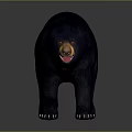 Realistic Black Bear 3D Model With Detailed Dark Fur And Standing Pose