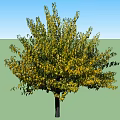 Two Arbor Trees With Green And Yellow Leaves And Black Trunks