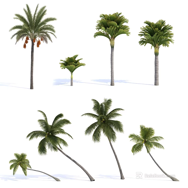 Various Tropical Palm Tree Varieties With Different Heights And Leaf Shapes 3d model