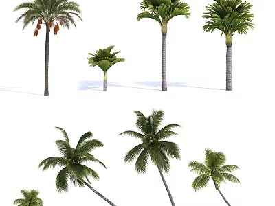 Various Tropical Palm Tree Varieties With Different Heights And Leaf Shapes 3d model