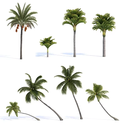 Modern Palm Tree Palm Tree Palm Tree Coconut Tree 3d model Modern Palm Tree Palm Tree Palm Tree Coconut Tree 3d model