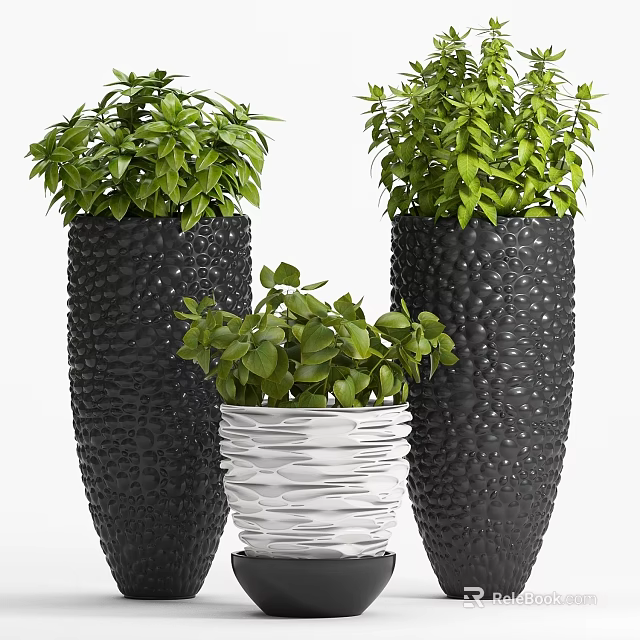 Bonsai Potted Plants With Green Foliage In Black Textured And White Rippled Pots 3d model 