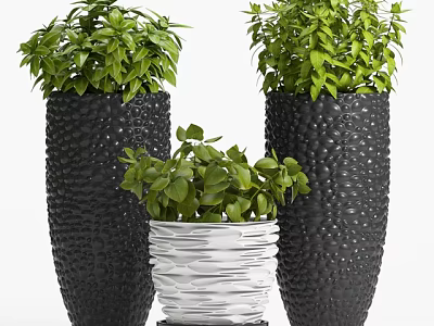 Bonsai Potted Plants With Green Foliage In Black Textured And White Rippled Pots 3d model