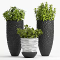 Bonsai Potted Plants With Green Foliage In Black Textured And White Rippled Pots